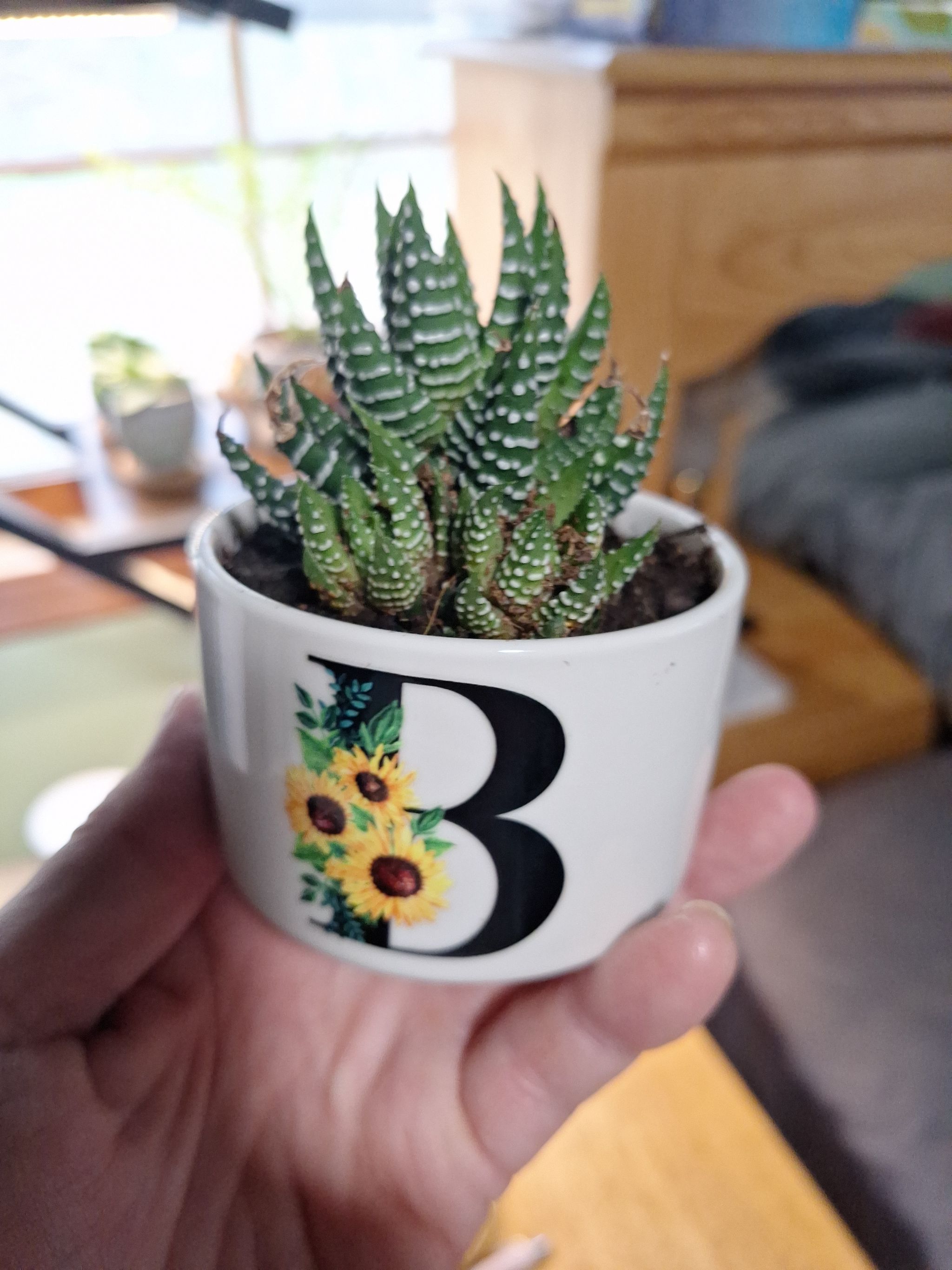Photo from the post