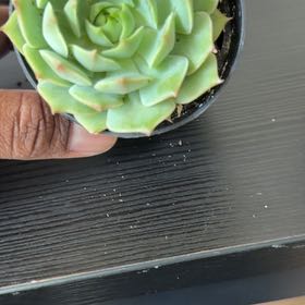 Photo of the plant species Echeveria Ramillette by @Redveindock60 named Sanders on Greg, the plant care app