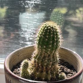 Photo of the plant species Spiny Pincushion Cactus by @FunMastic81 named Patricia on Greg, the plant care app