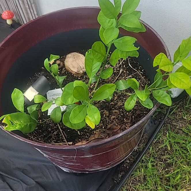 Photo of the plant species Navel Orange by @BeefyNoognug28 named LiloStitch on Greg, the plant care app