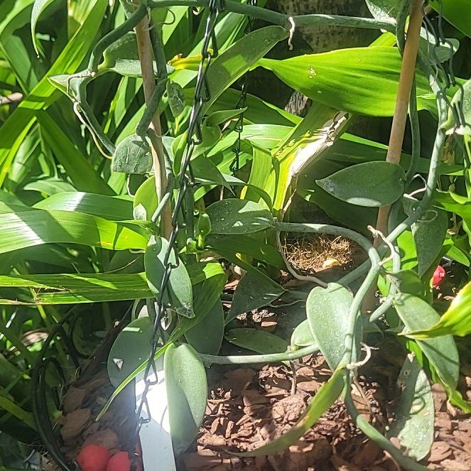 Photo of the plant species Vanilla Bean Plant by @BeefyNoognug28 named Ulysses S Plant on Greg, the plant care app