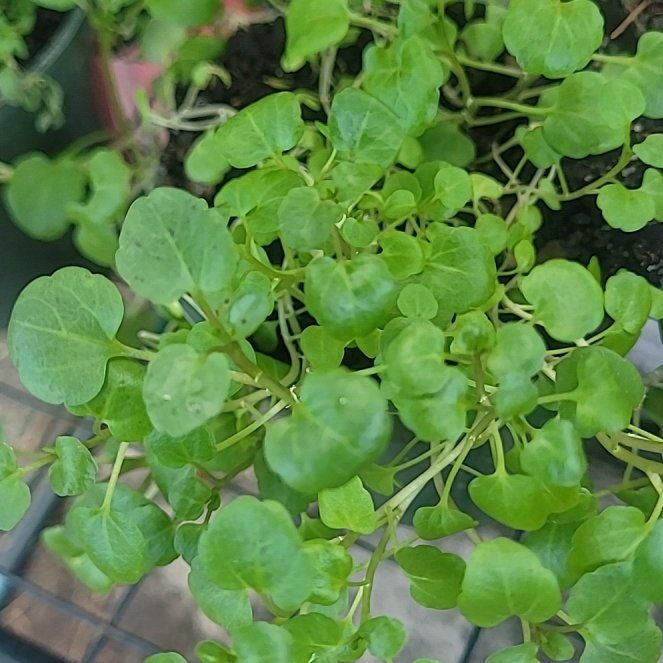 Photo of the plant species Water Cress by @BeefyNoognug28 named Lebron on Greg, the plant care app