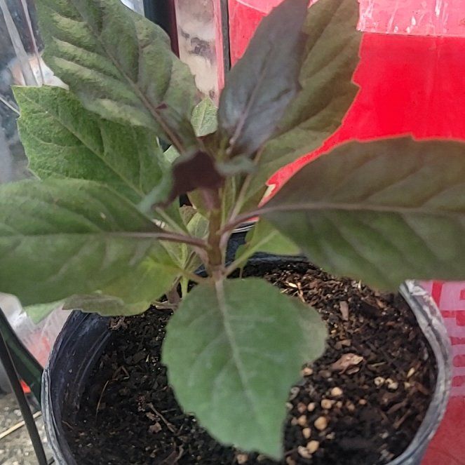 Photo of the plant species Red Spinach by @BeefyNoognug28 named Prince on Greg, the plant care app