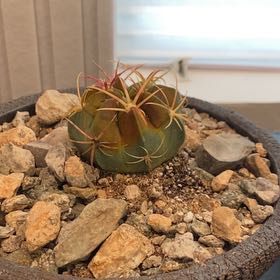Photo of the plant species Ferocactus macrodiscus by @FreeAchiote19 named Navajo on Greg, the plant care app