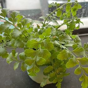 Photo of the plant species Austral Gem Fern by @Forbes57 named Aria on Greg, the plant care app
