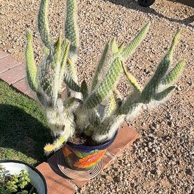 Photo of the plant species Snow Prickly Pear by @Forbes57 named zzz Khaleesi on Greg, the plant care app