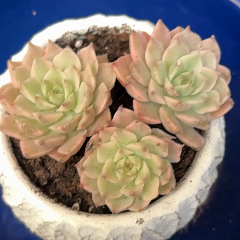 Photo of the plant species Echeveria Margaret Variegated by @Forbes57 named zzz Princess on Greg, the plant care app