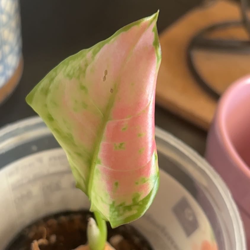 Photo of the plant species Aglaonema Red Valentine Chinese Evergreen by @Forbes57 named Elle on Greg, the plant care app