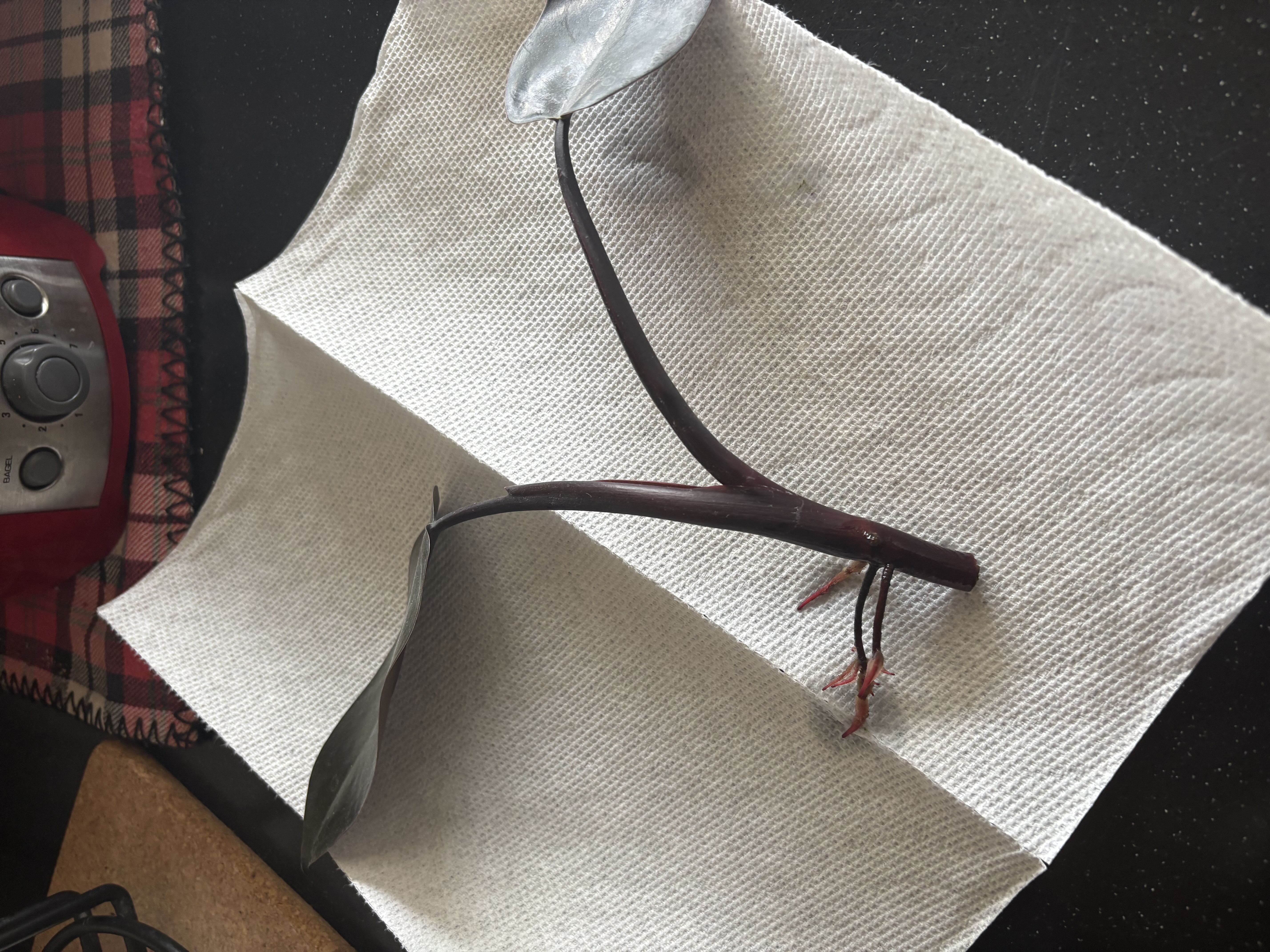 Photo from the post
