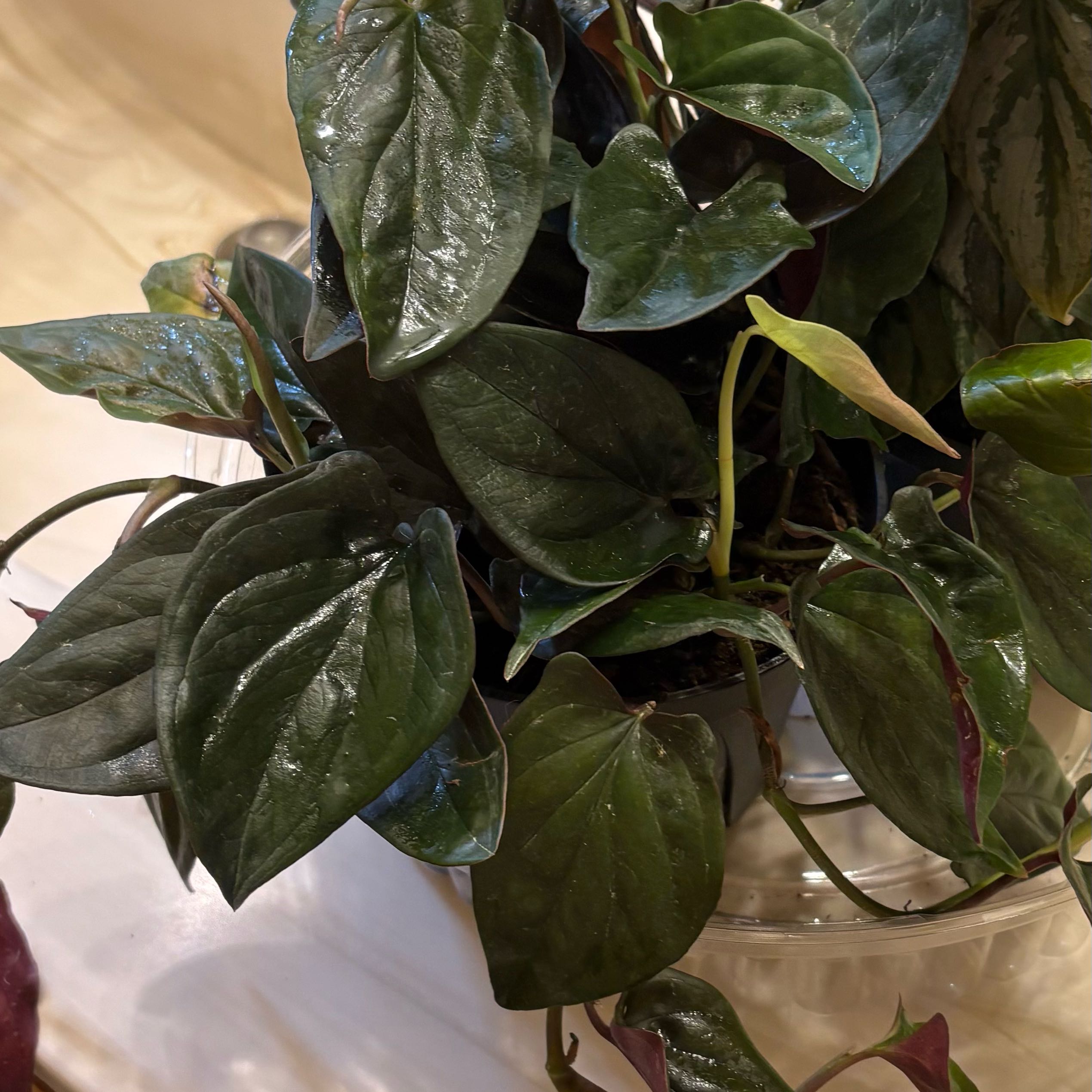 Photo of the plant species Maya Red Syngonium by @Forbes57 named Maya on Greg, the plant care app
