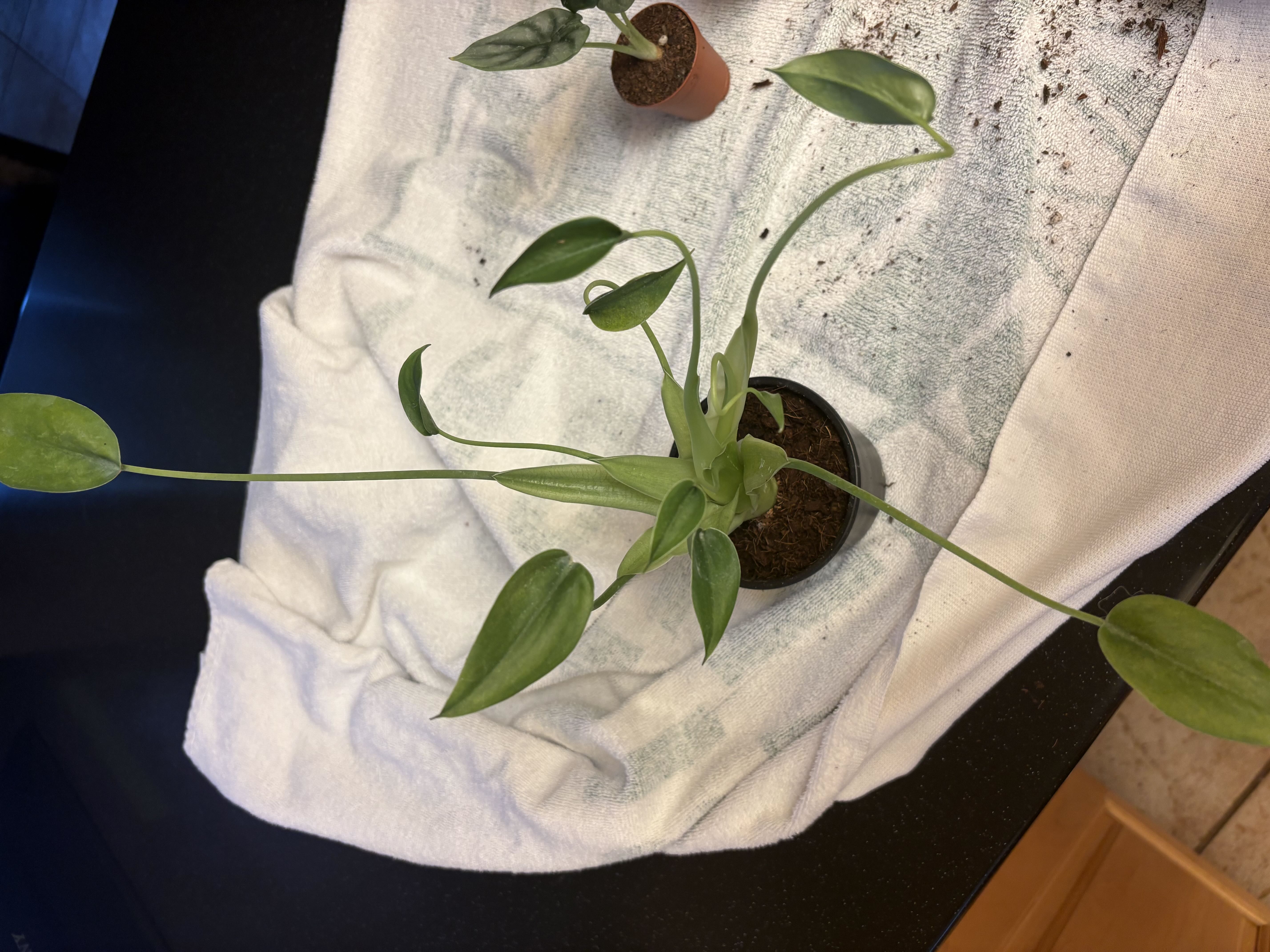 Photo from the post