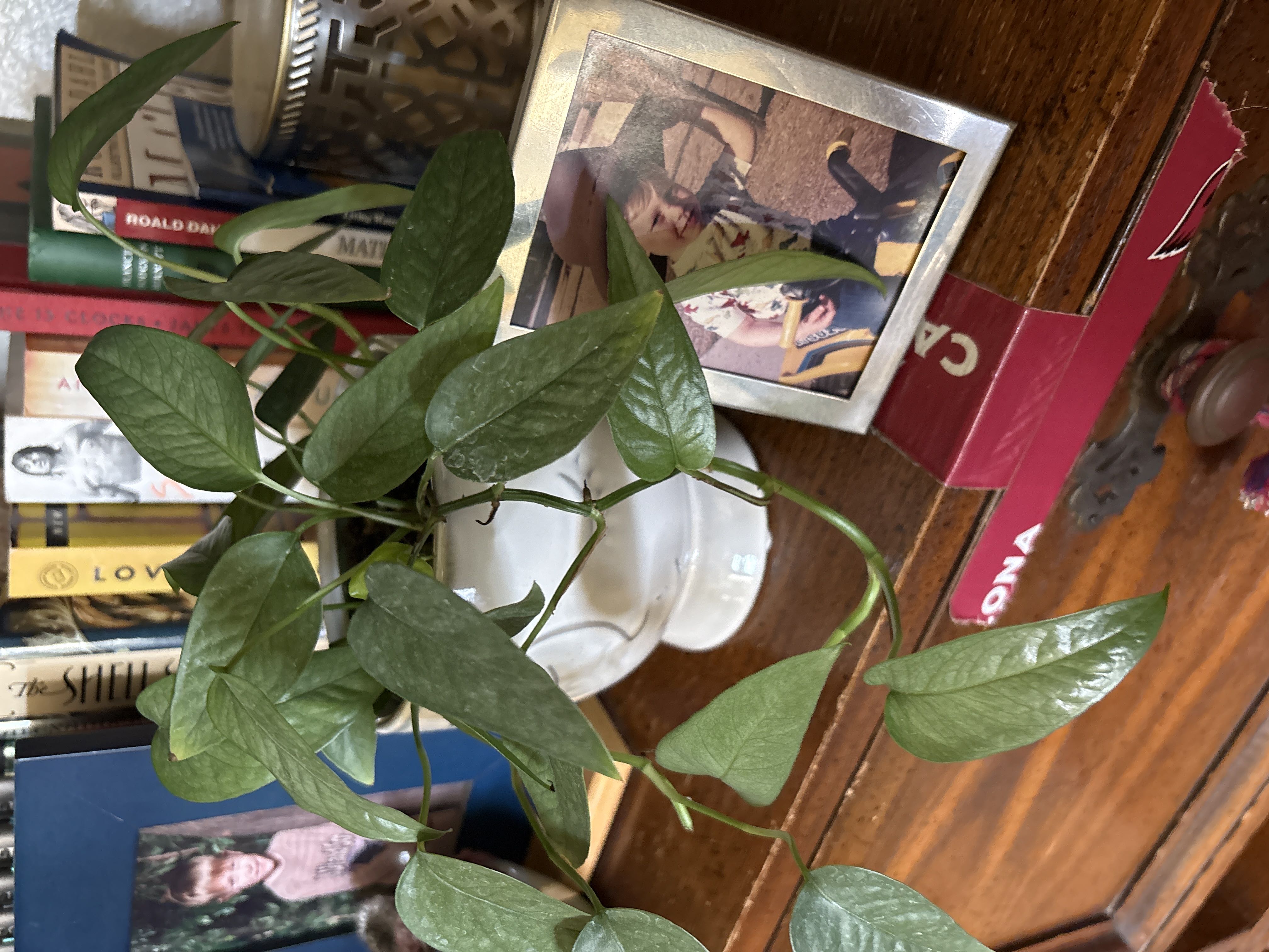 Photo from the post