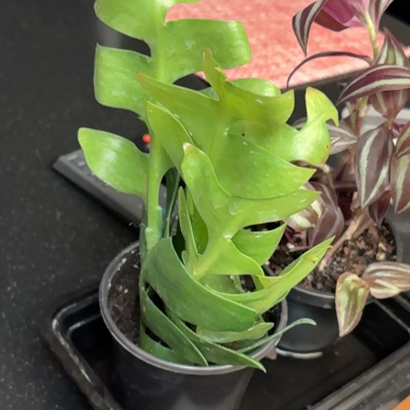 Photo of the plant species Shark Tooth Cactus by @Forbes57 named Kevin on Greg, the plant care app