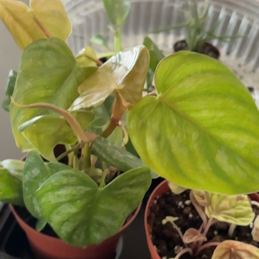 Photo of the plant species Philodendron 'Majestic' by @Forbes57 named Figyonce on Greg, the plant care app