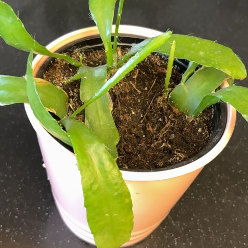 Photo of the plant species Ric Rac Cactus by @Forbes57 named Ricky on Greg, the plant care app