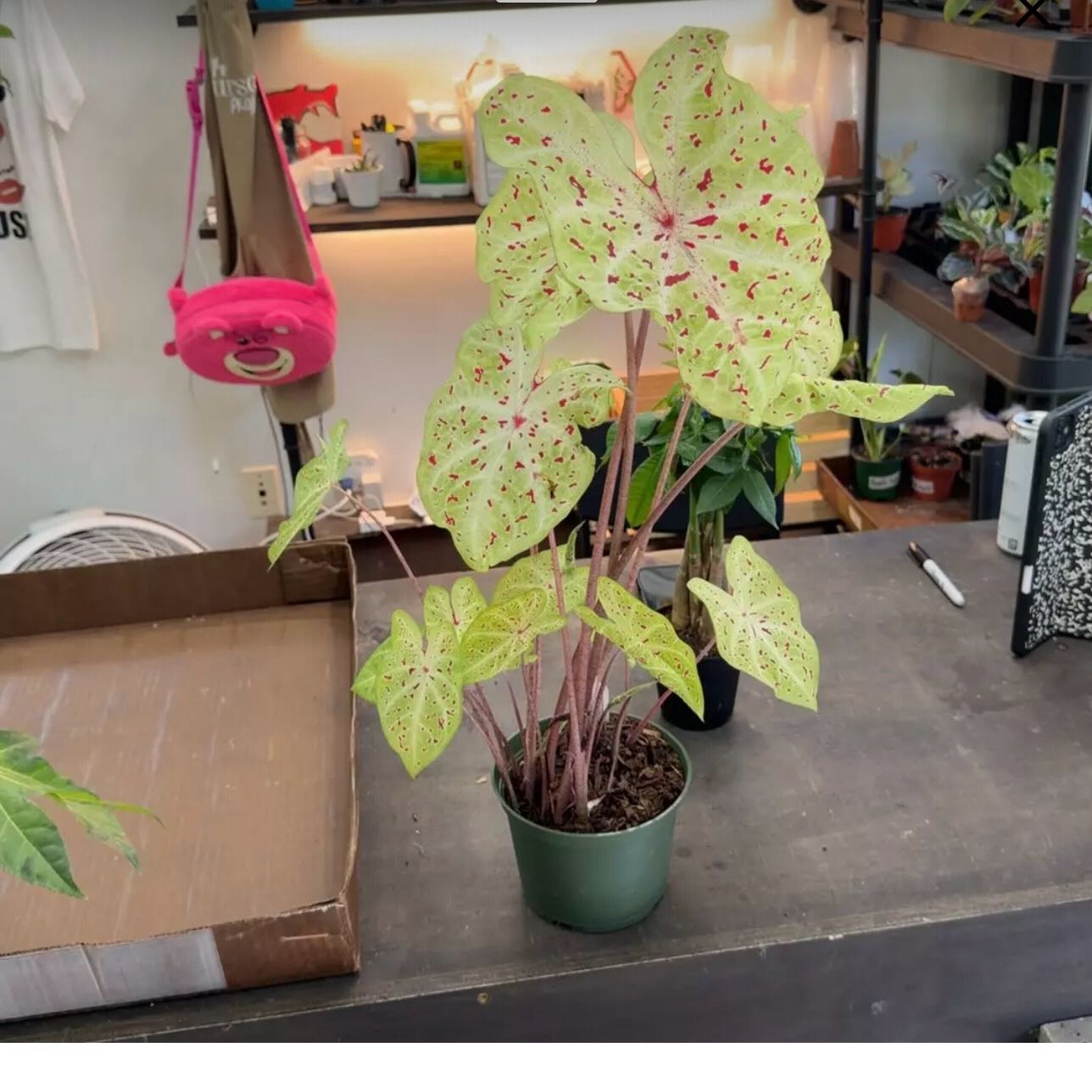 Photo of the plant species 'Miss Muffet' Angel Wings by @Forbes57 named Miss Muffet on Greg, the plant care app