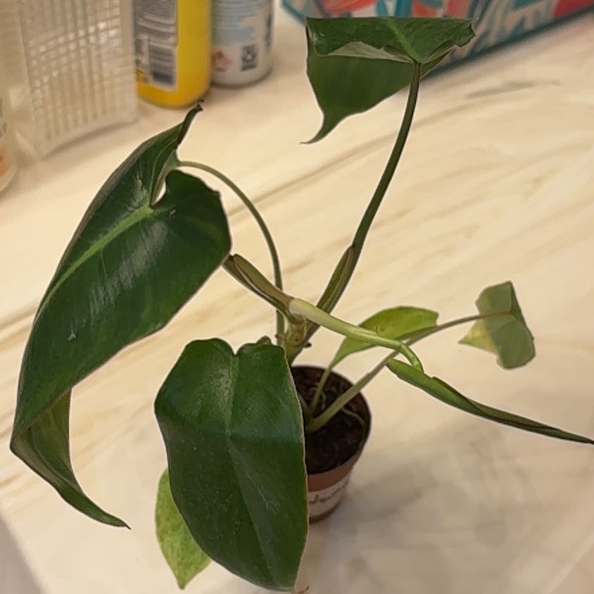 Photo of the plant species Paraiso Verde Philodendron by @Forbes57 named Gwen Verde on Greg, the plant care app