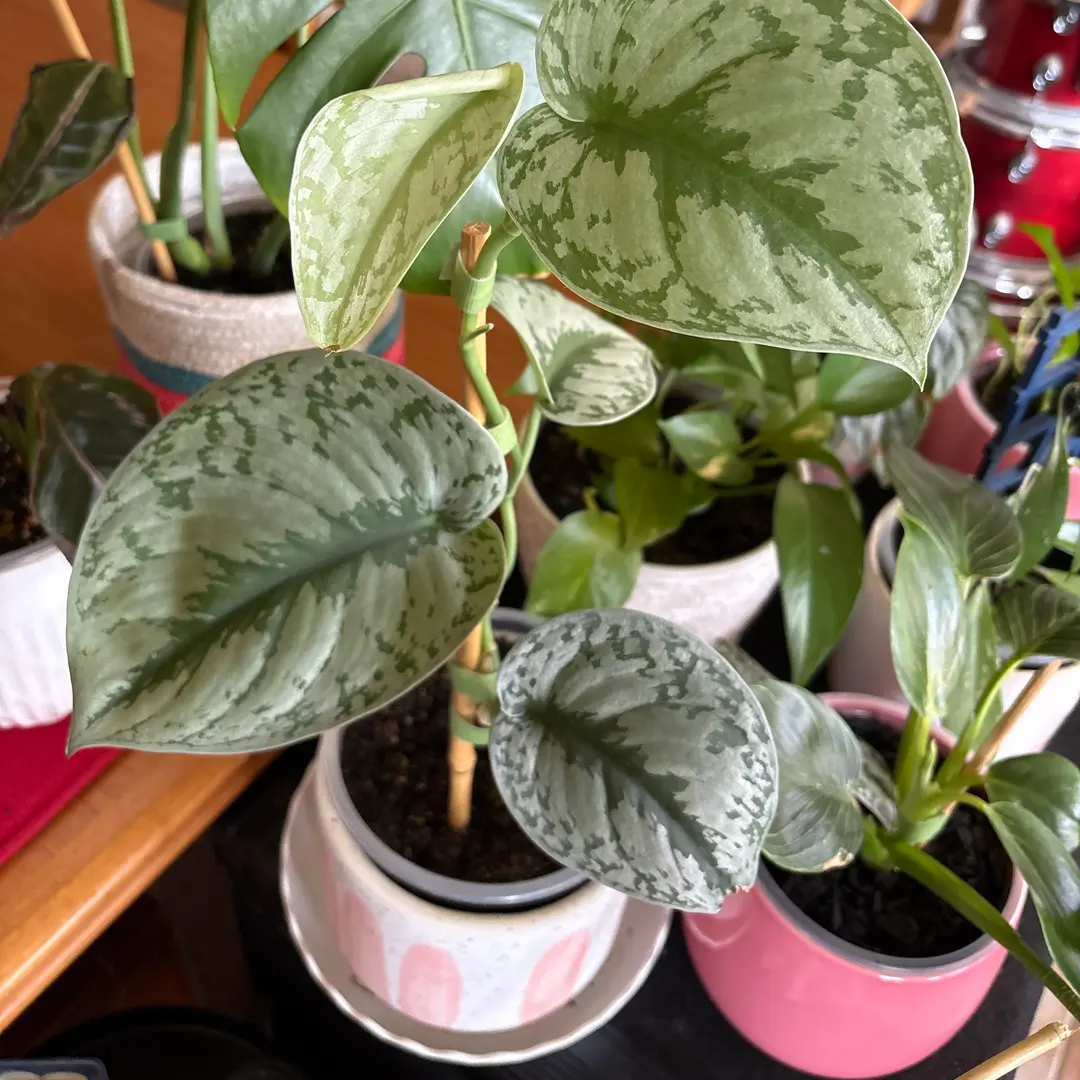 Photo from the post