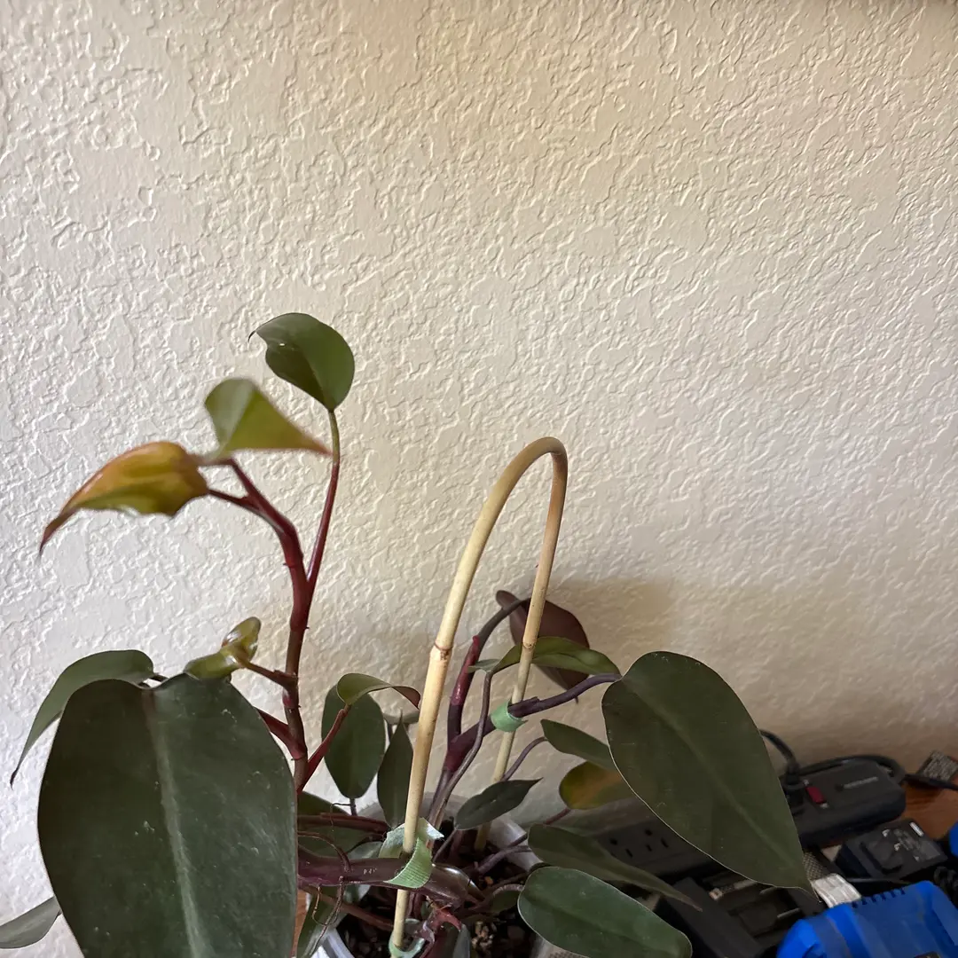 Photo from the post