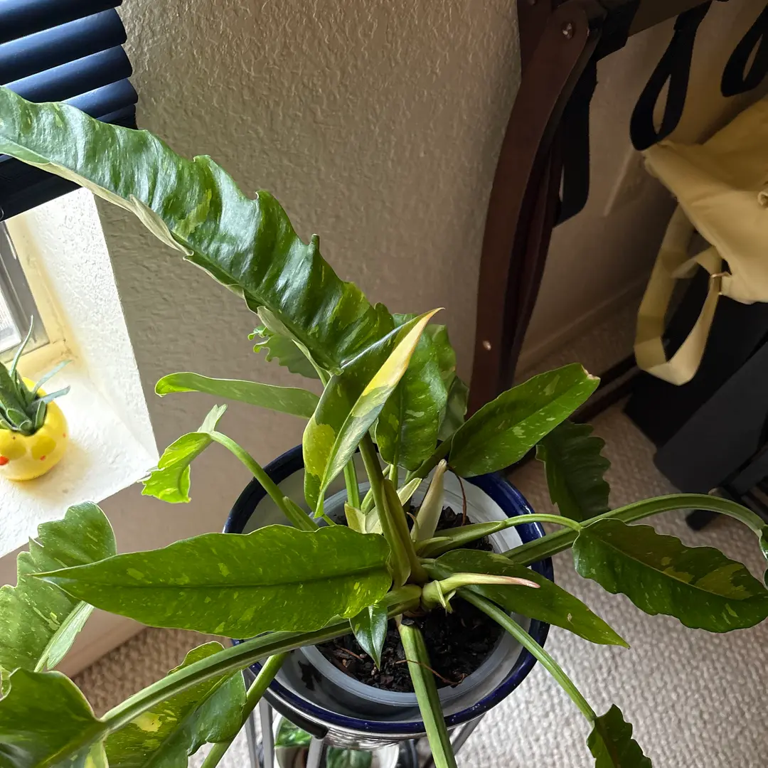 Photo from the post