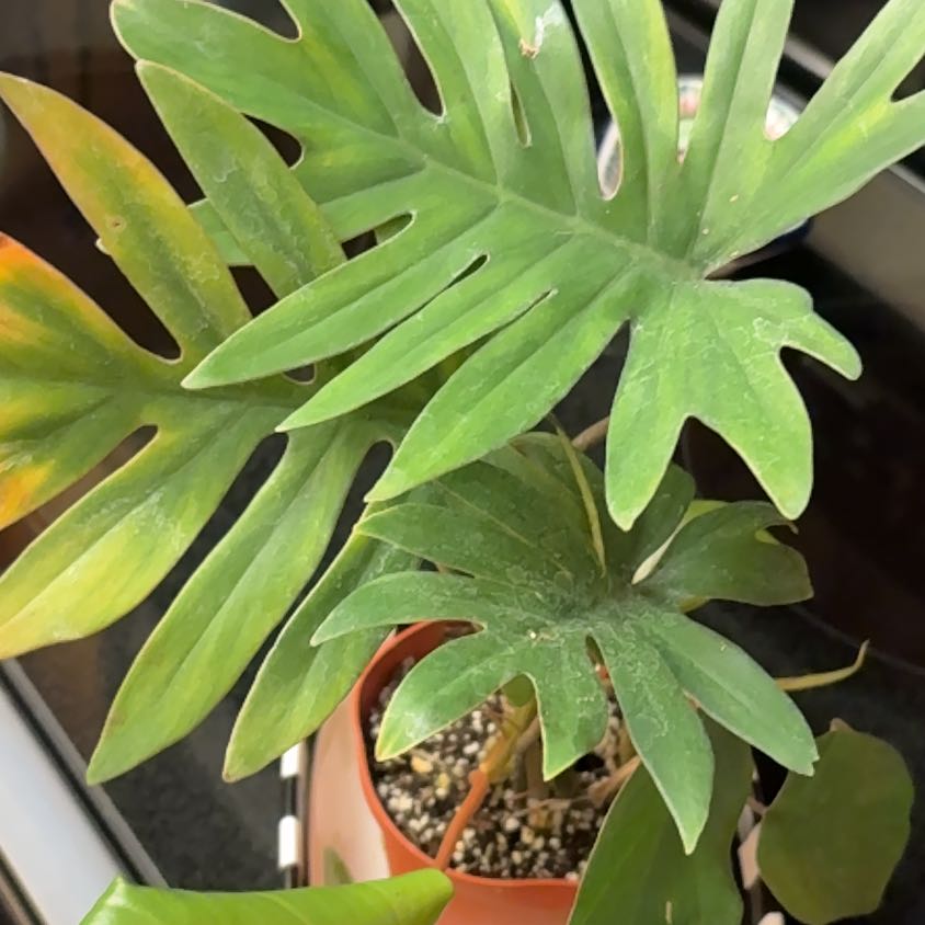 Photo of the plant species Philodendron mayoi by @Forbes57 named Emerson on Greg, the plant care app