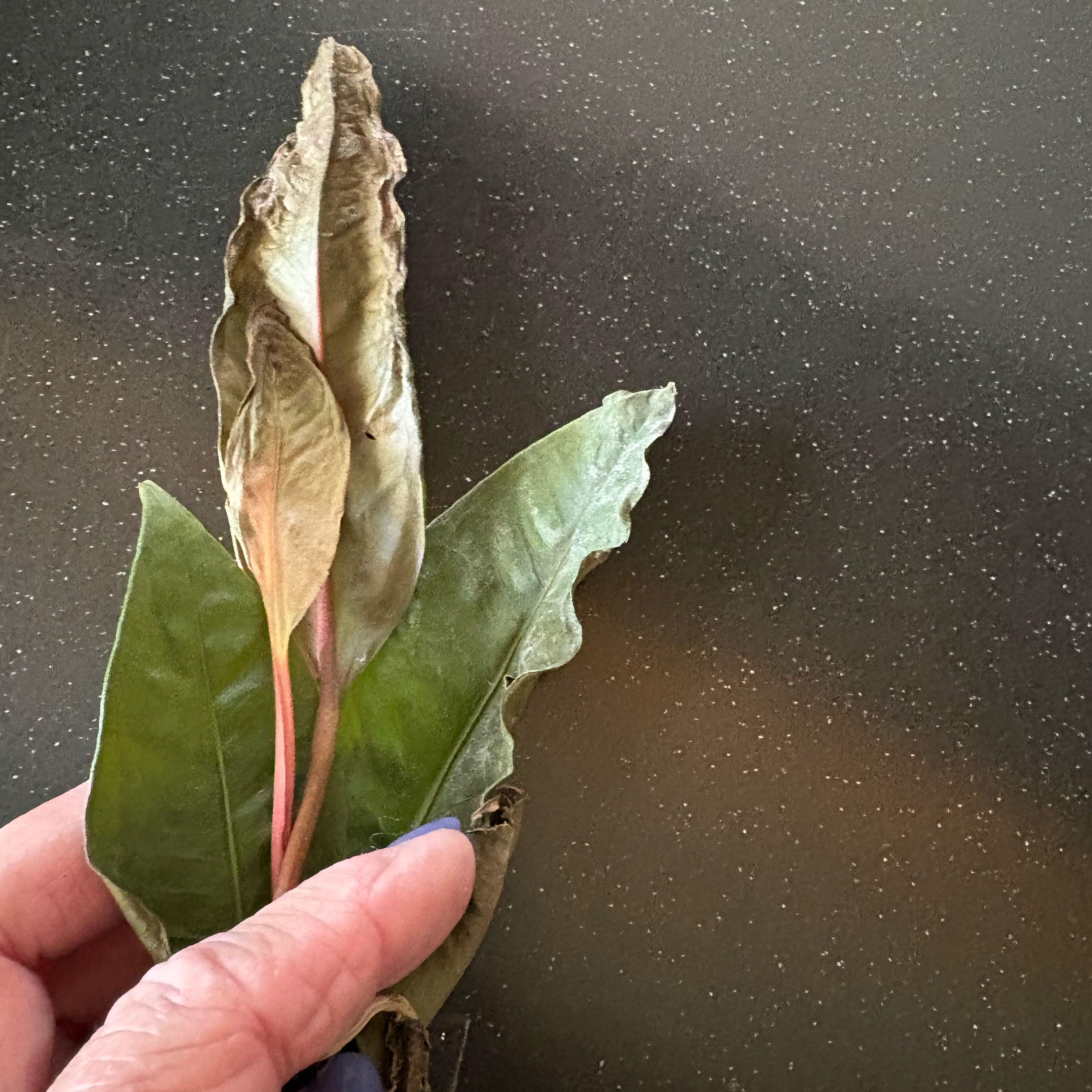 Photo of the plant species Anthurium superbum by @Forbes57 named Dagwood II on Greg, the plant care app