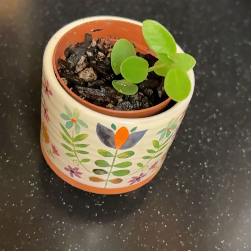 Photo of the plant species Bush Hoya by @Forbes57 named Madeline on Greg, the plant care app