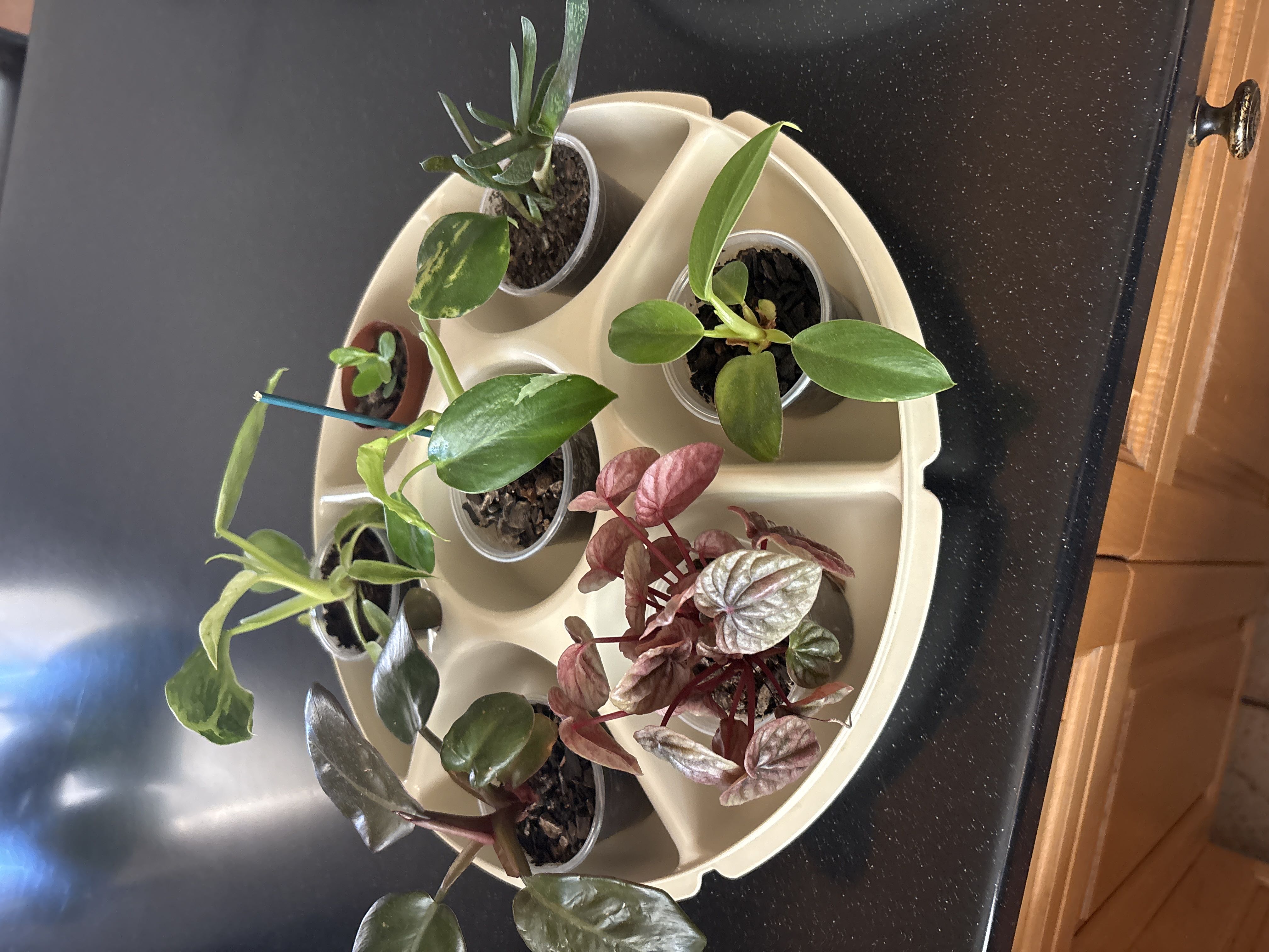Photo from the post