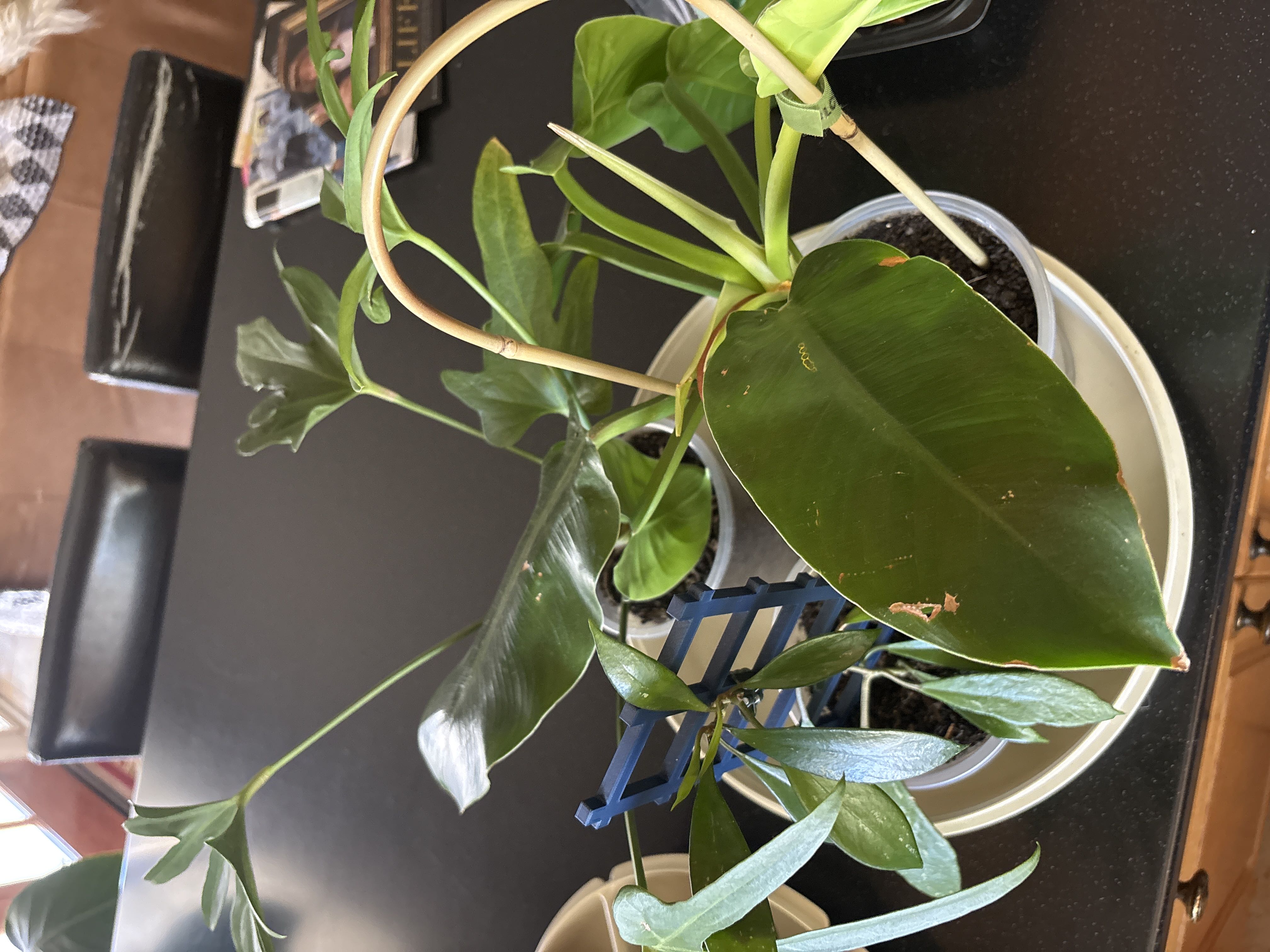 Photo from the post