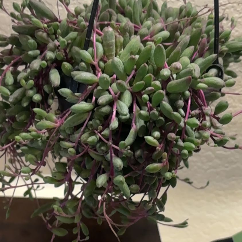 Photo of the plant species ruby necklace by @Forbes57 named Ruby on Greg, the plant care app