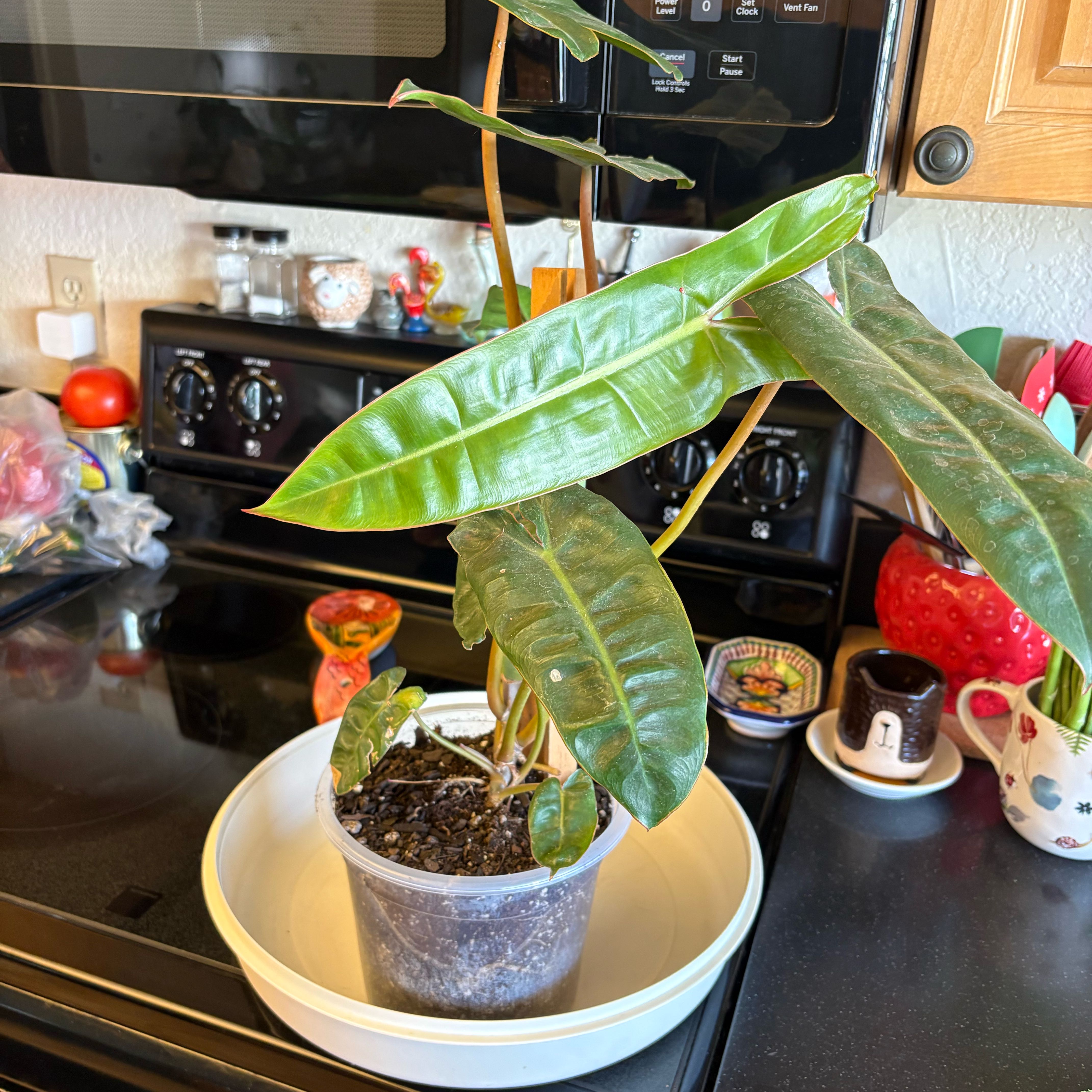 Photo of the plant species Philodendron billietiae by @Forbes57 named Thomas (Hardy) on Greg, the plant care app