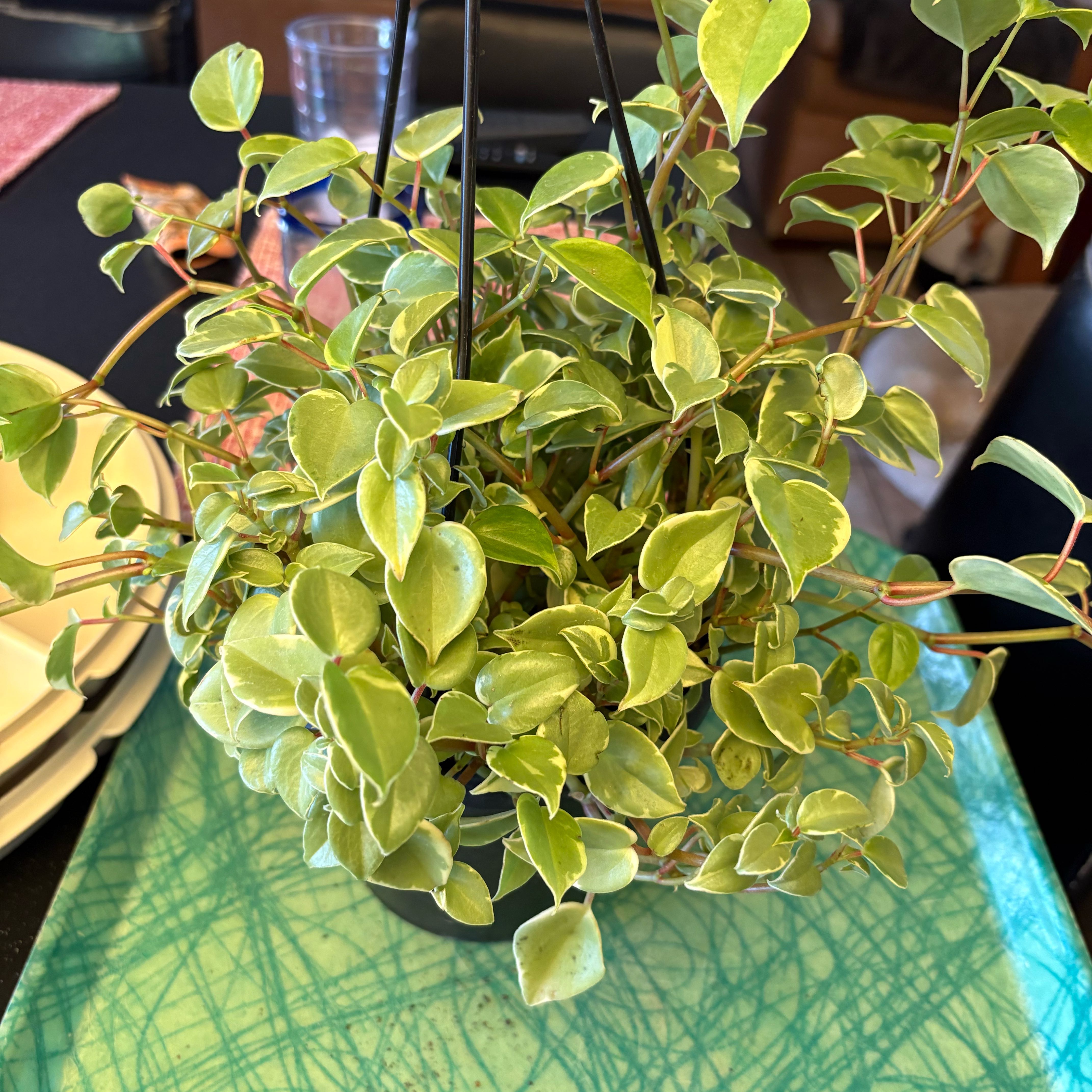 Photo of the plant species Cupid Peperomia by @Forbes57 named Aphrodite on Greg, the plant care app