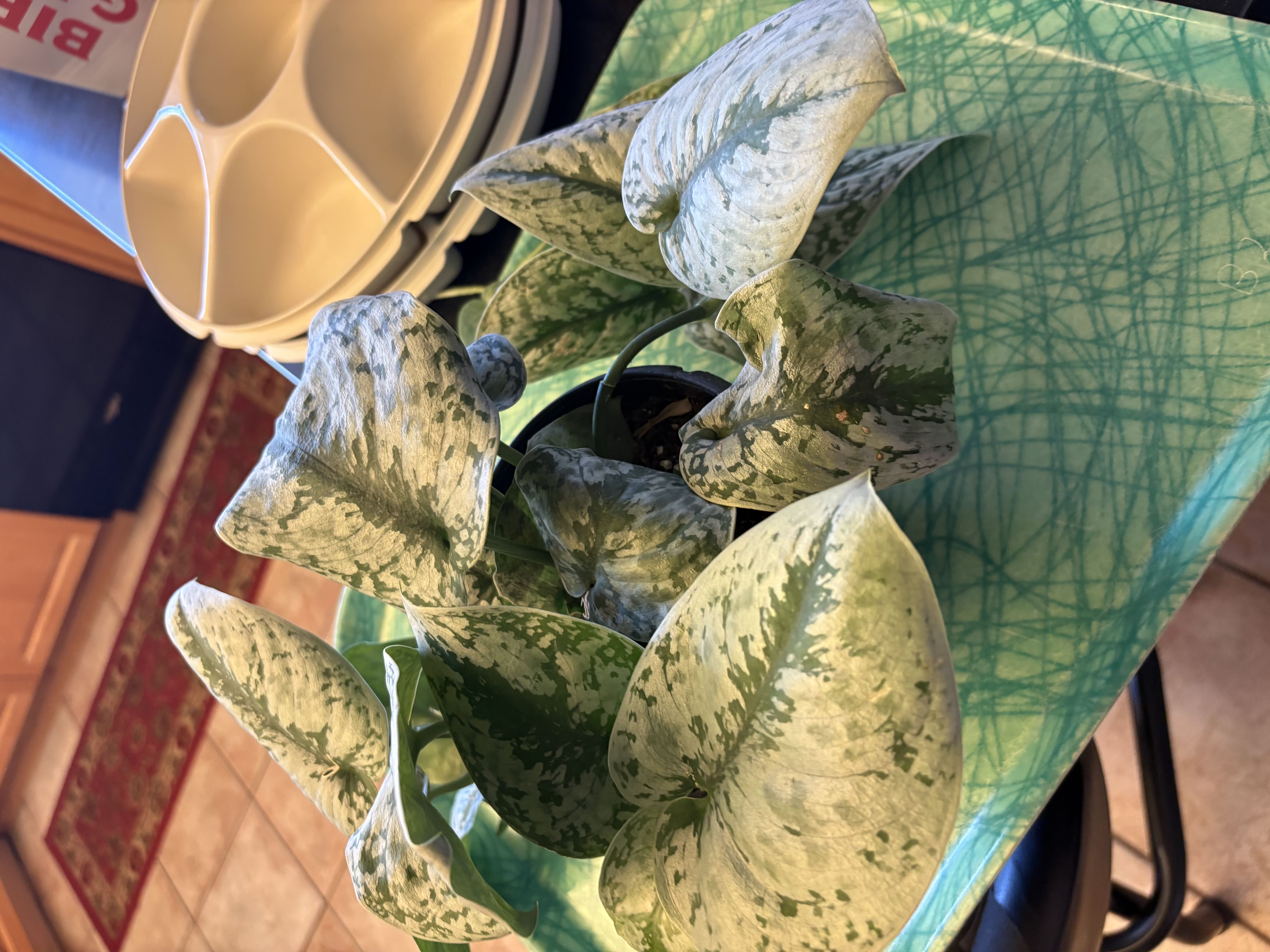 Photo from the post