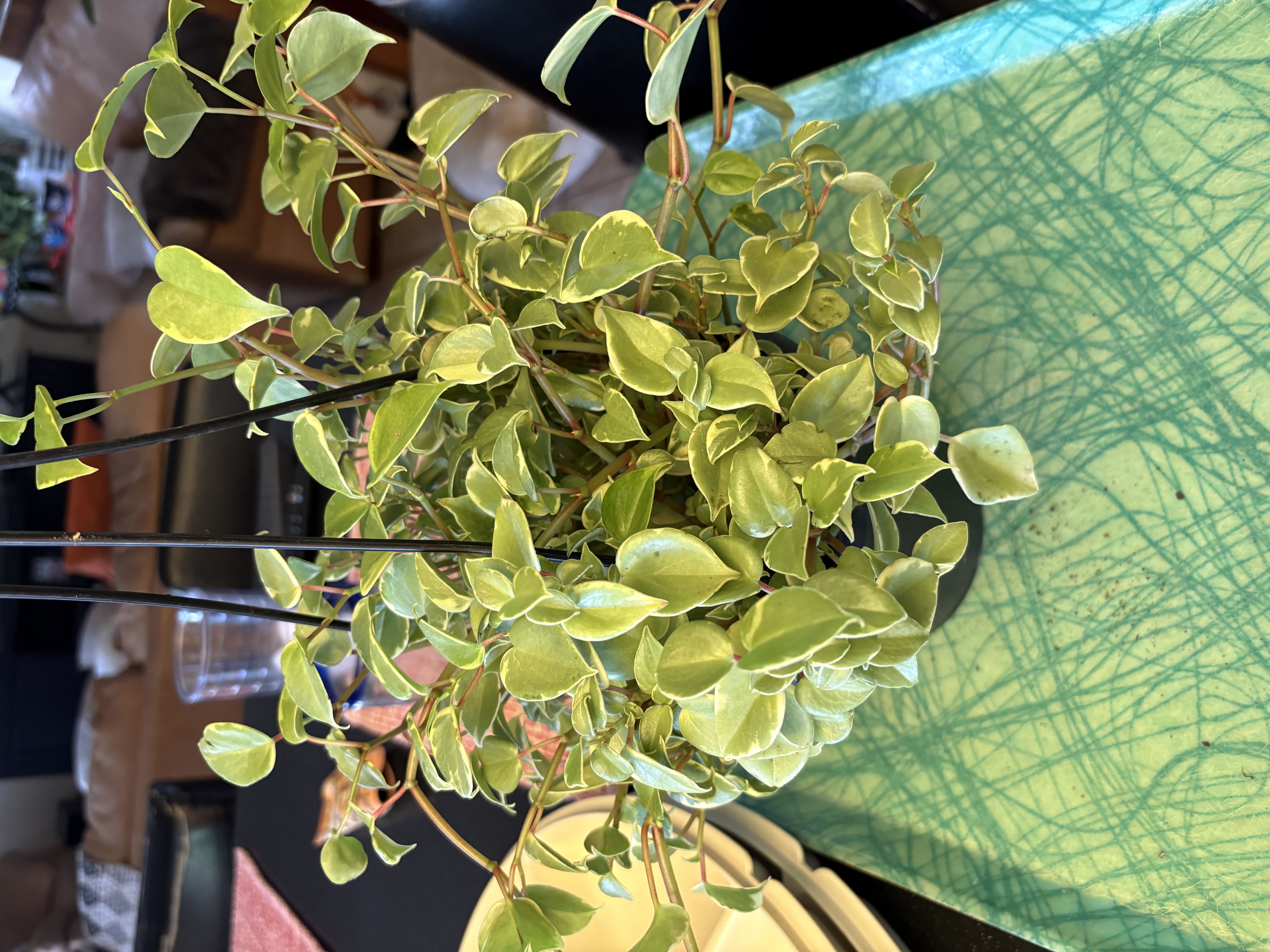 Photo from the post