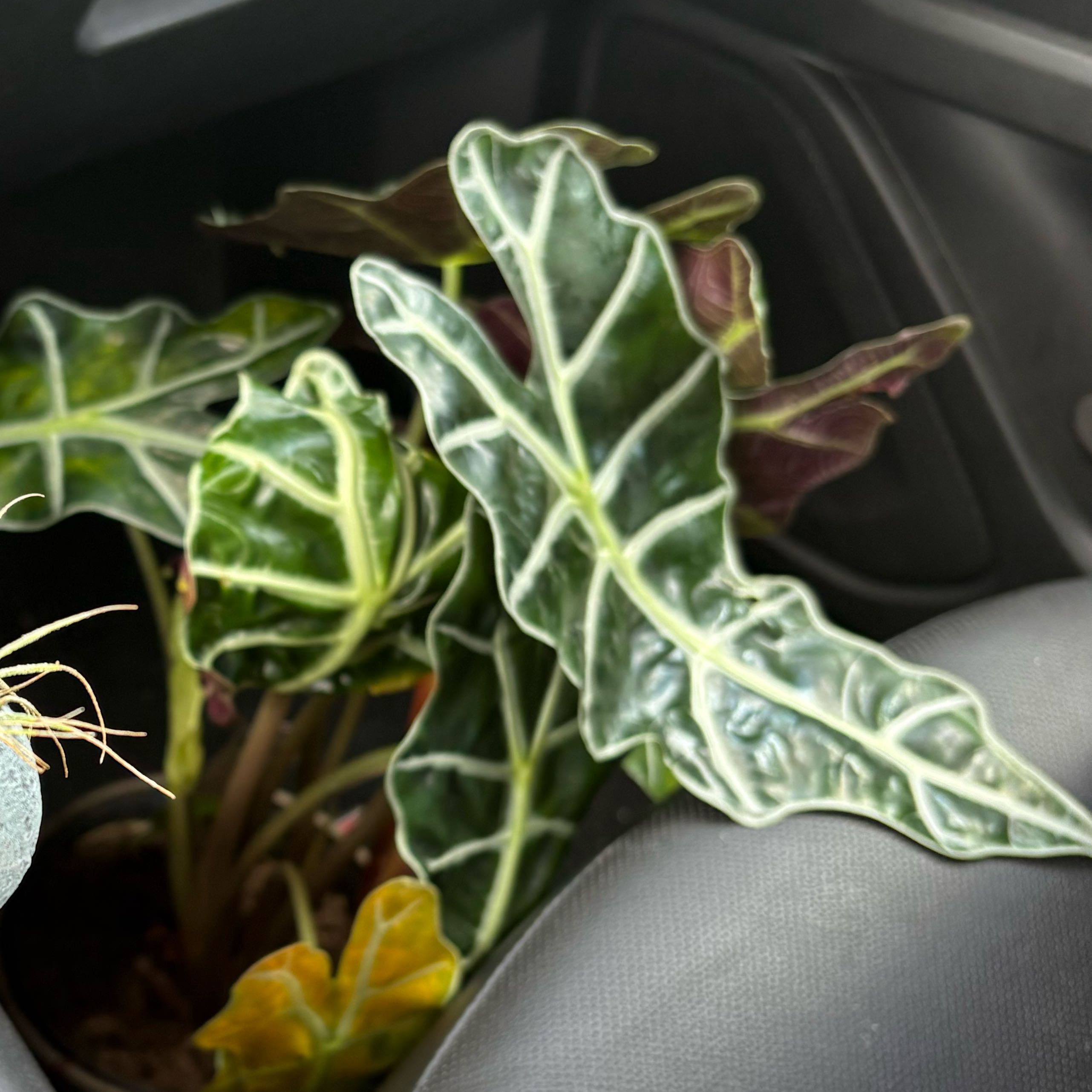 Photo of the plant species Variegated Alocasia Polly by @Forbes57 named Simon on Greg, the plant care app