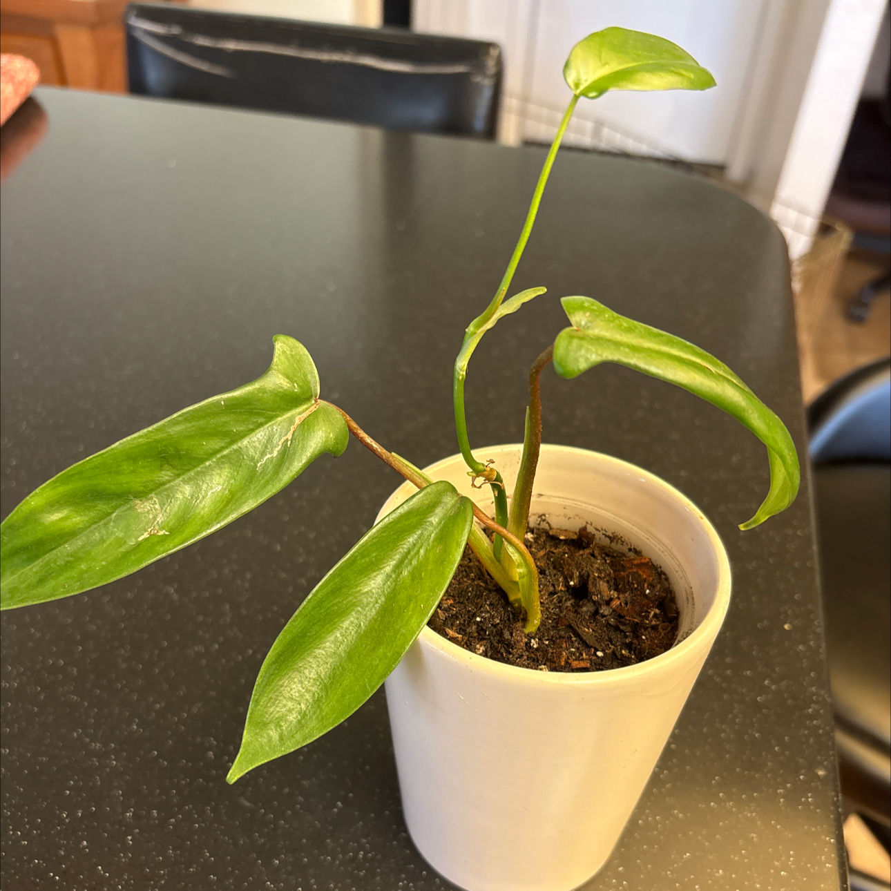 Photo of the plant species Philodendron Quercifolium by @Forbes57 named Elton on Greg, the plant care app