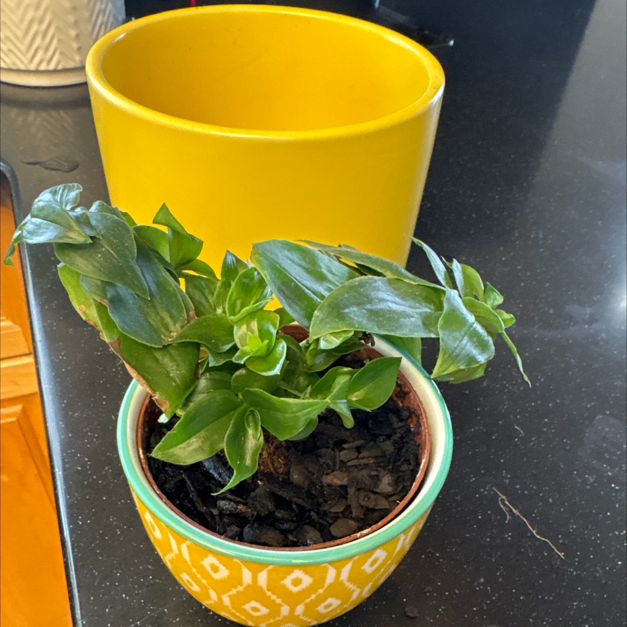 Photo of the plant species Tradescantia zebrina var. flocculosa by @Forbes57 named Teddy on Greg, the plant care app