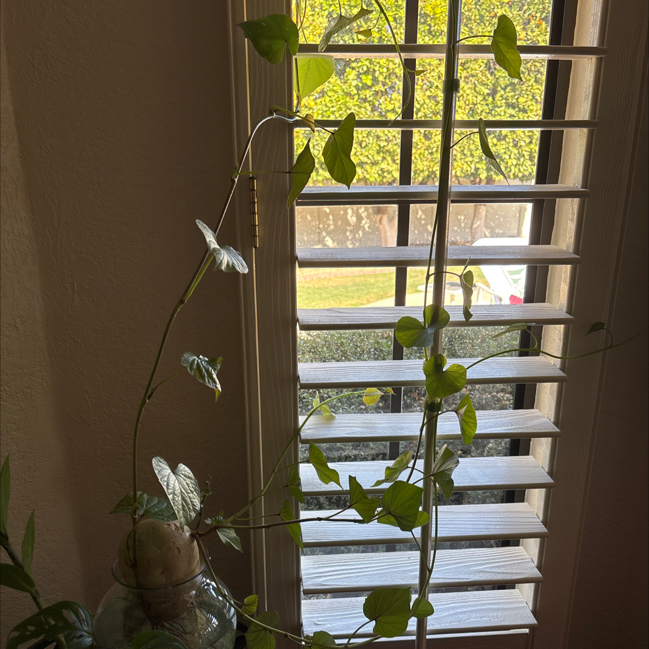Photo of the plant species Wild Sweet Potato by @Forbes57 named Sweetie on Greg, the plant care app