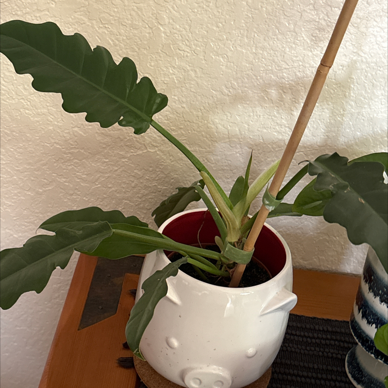 Photo of the plant species philodendron Jungle Boogie by @Forbes57 named Rebop Kwaku Baah on Greg, the plant care app