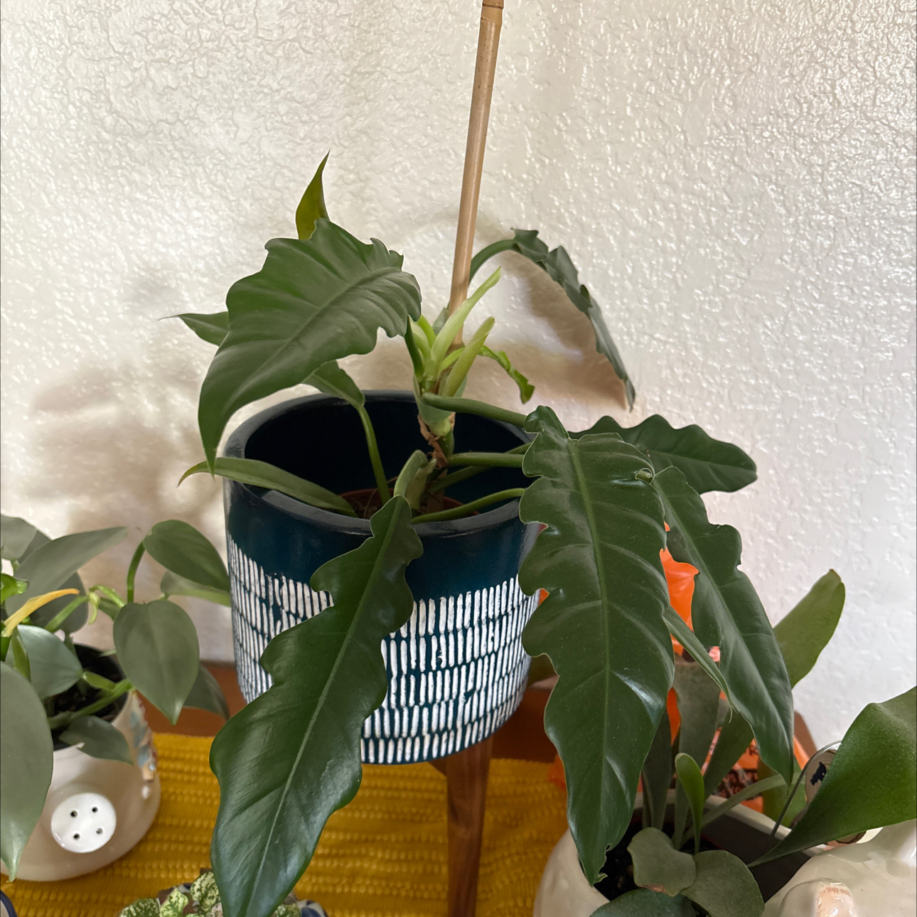 Photo of the plant species philodendron Jungle Boogie by @Forbes57 named Rebop Kwaku Baah on Greg, the plant care app