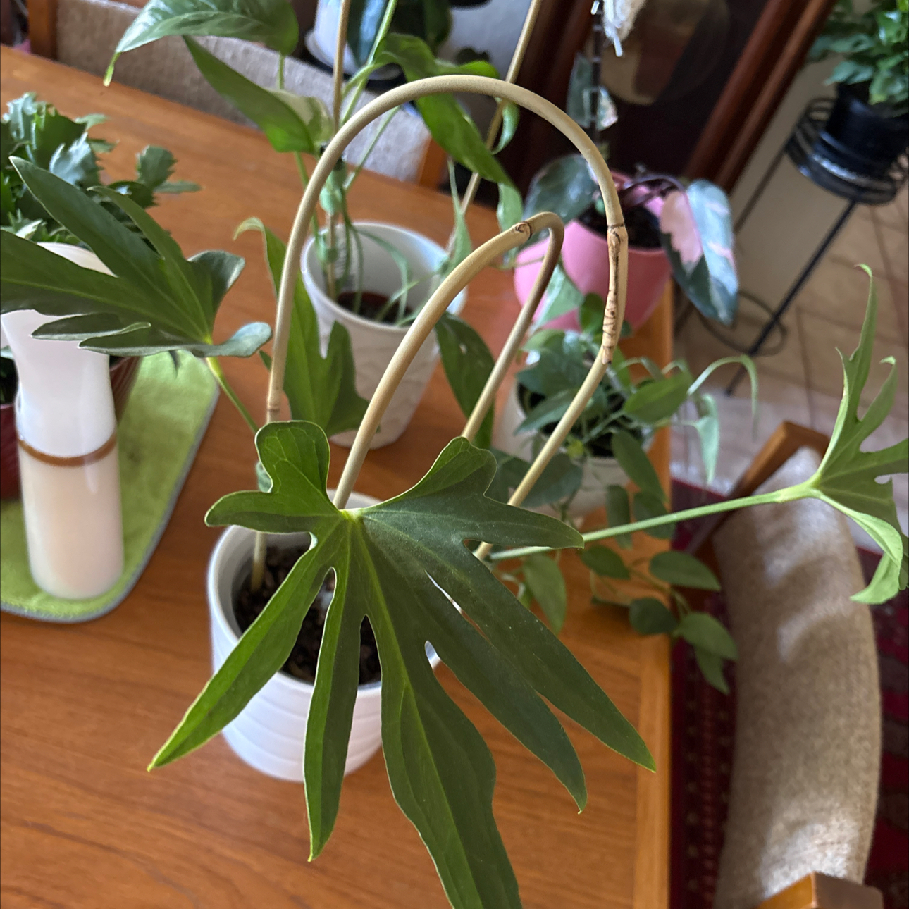 Photo of the plant species Anthurium podophyllum hybrid by @Forbes57 named Archimedes on Greg, the plant care app