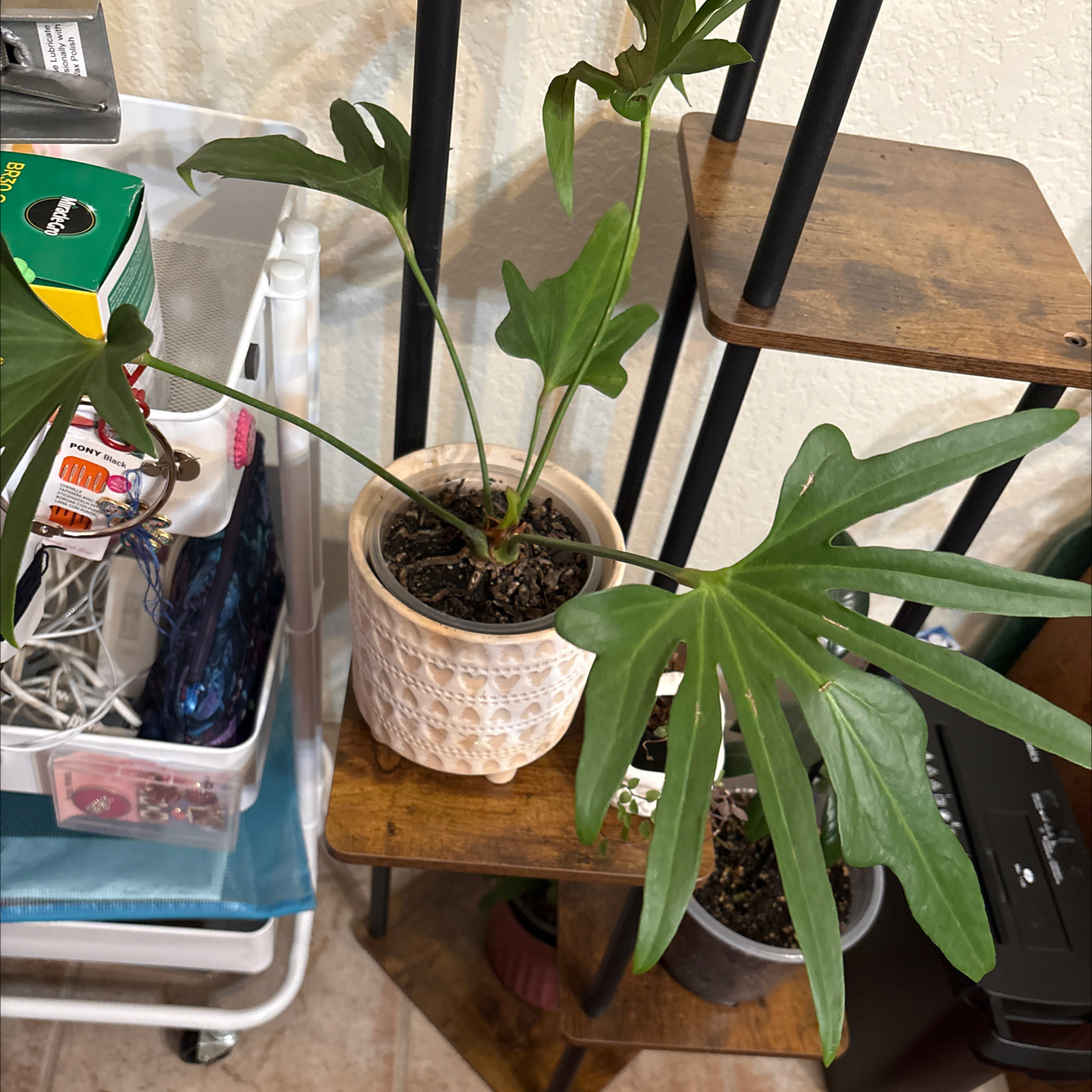 Photo of the plant species Anthurium podophyllum hybrid by @Forbes57 named Archimedes on Greg, the plant care app