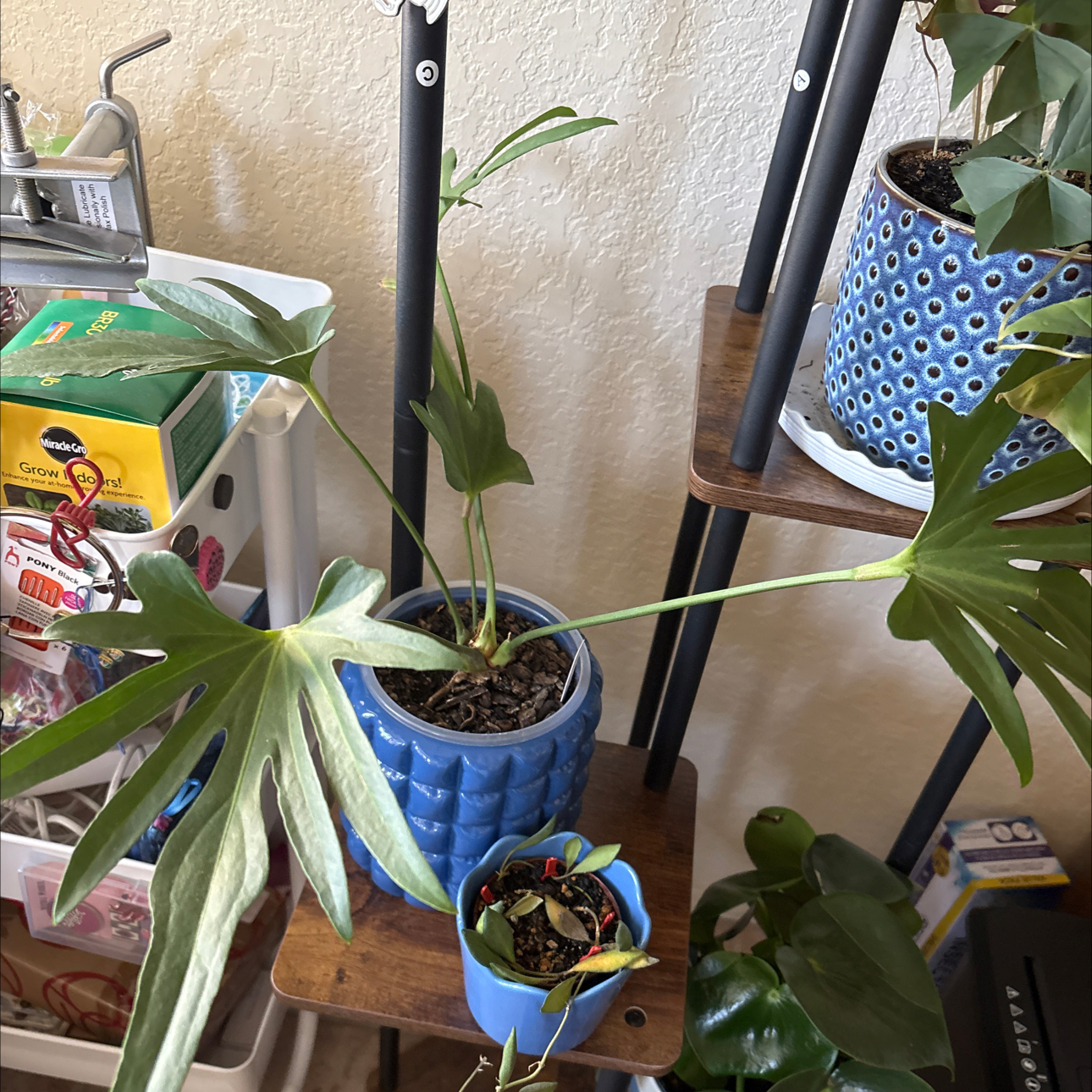 Photo of the plant species Anthurium podophyllum hybrid by @Forbes57 named Archimedes on Greg, the plant care app