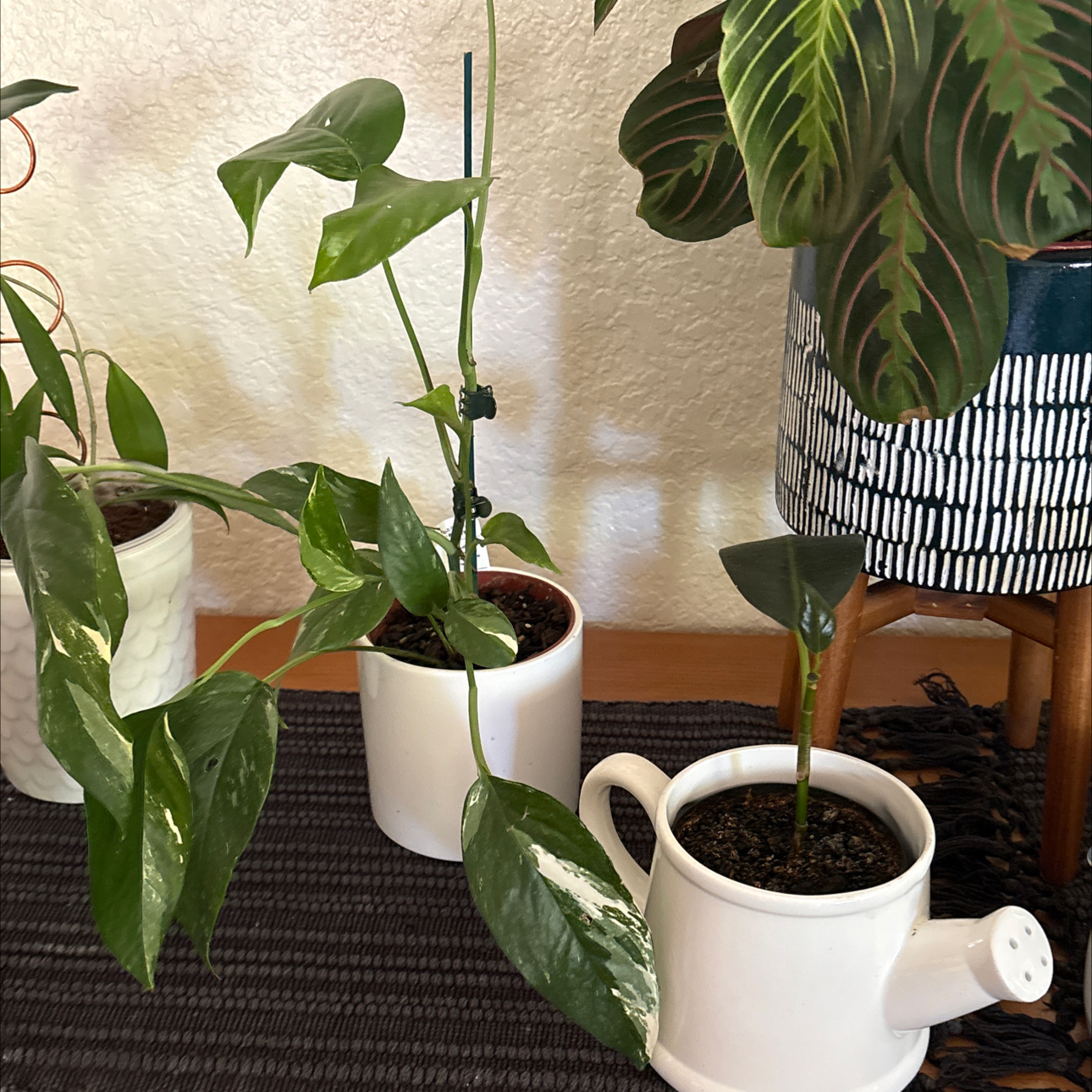 Photo of the plant species Variegated Epipremnum pinnatum by @Forbes57 named Titus on Greg, the plant care app