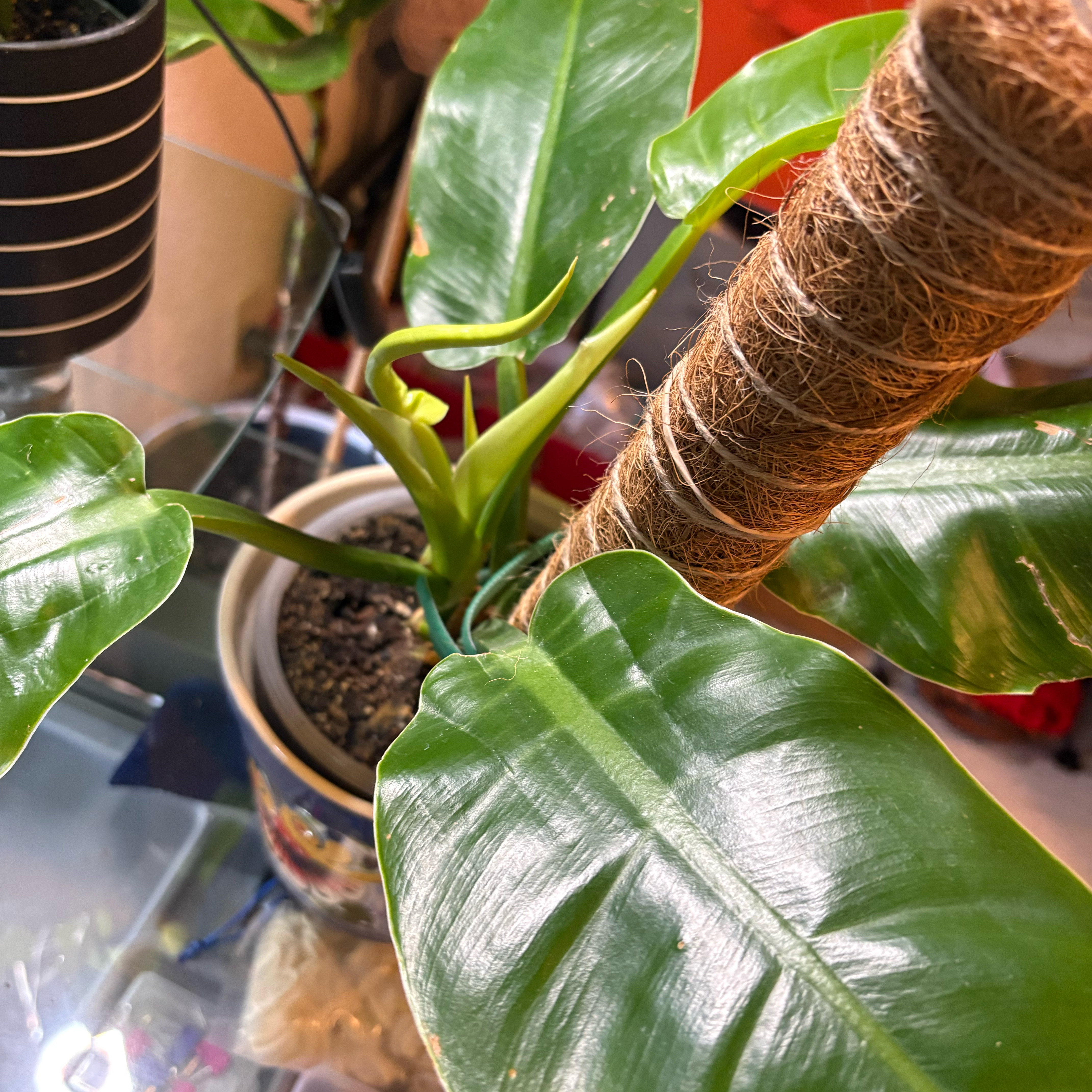 Photo of the plant species Pigskin Philodendron by @Forbes57 named Penelope on Greg, the plant care app