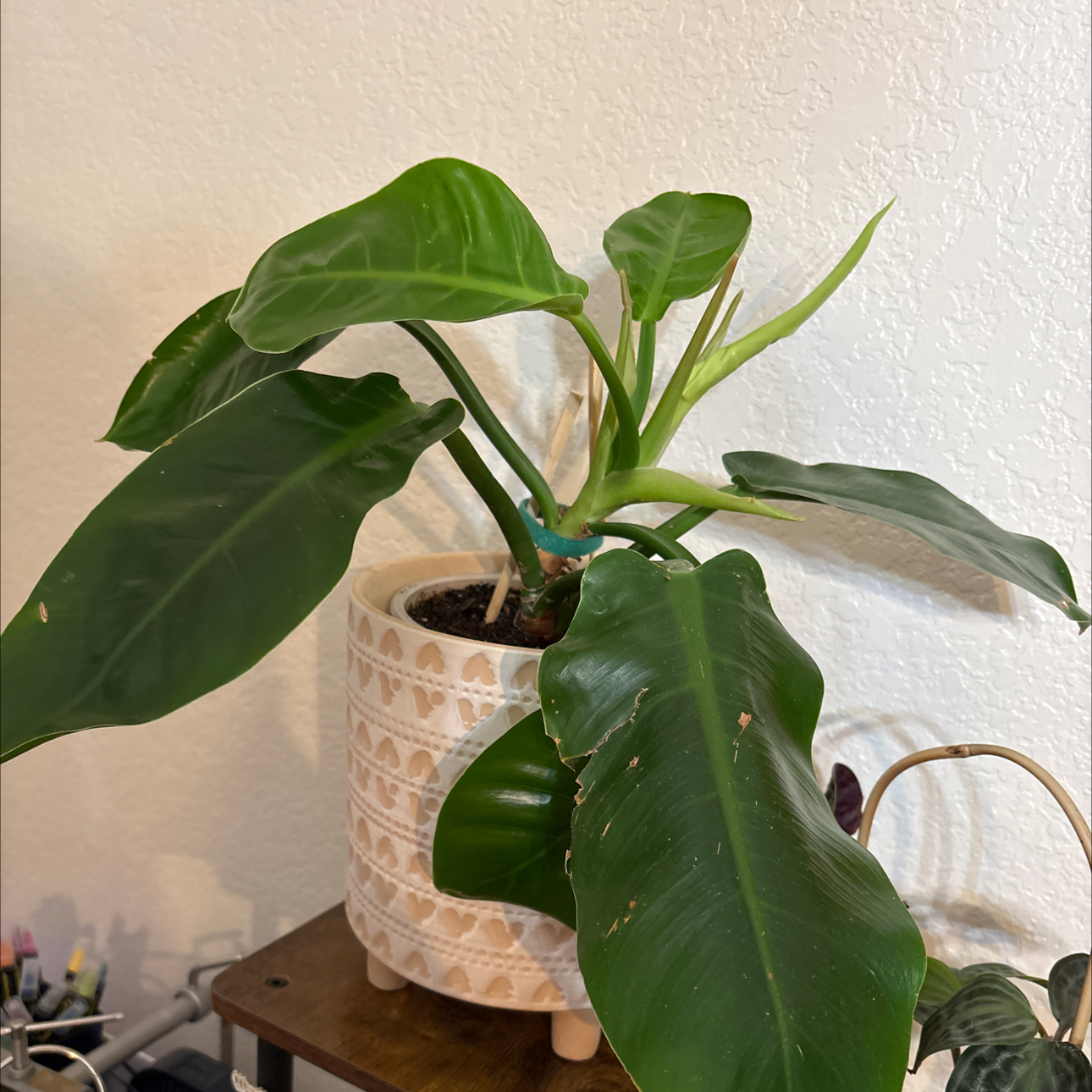 Photo of the plant species Pigskin Philodendron by @Forbes57 named Penelope on Greg, the plant care app