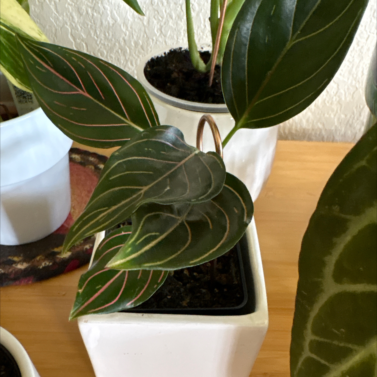 Photo of the plant species Chocolate Aglaonema by @Forbes57 named Tiger Lily on Greg, the plant care app