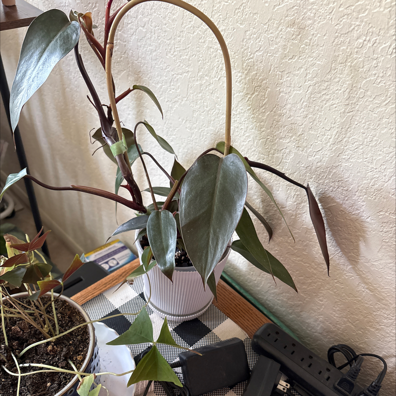 Photo of the plant species Bloody Mary Philodendron by @Forbes57 named Mata Hari on Greg, the plant care app