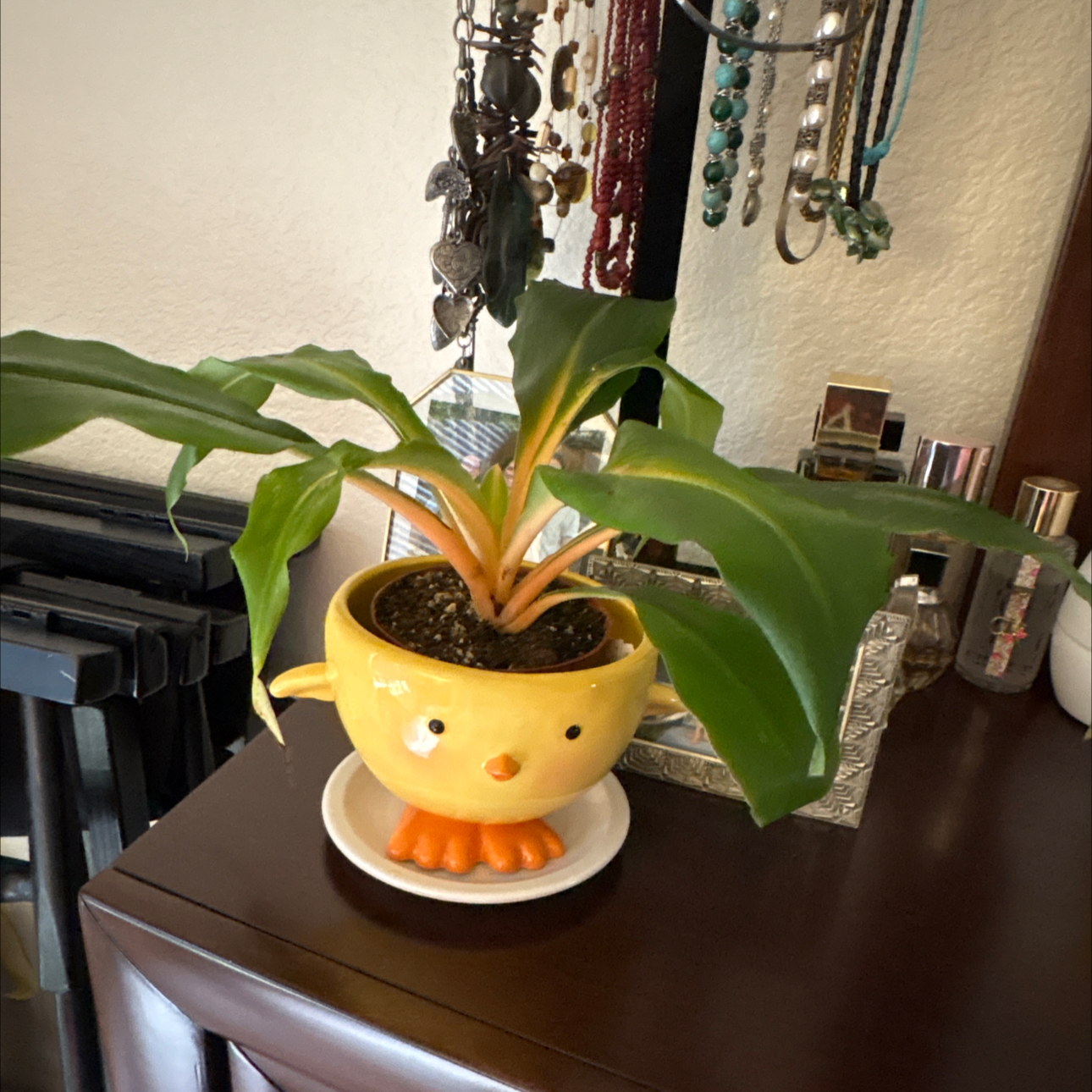 Photo of the plant species orange mandarin plant by @Forbes57 named Lady Marmalade on Greg, the plant care app
