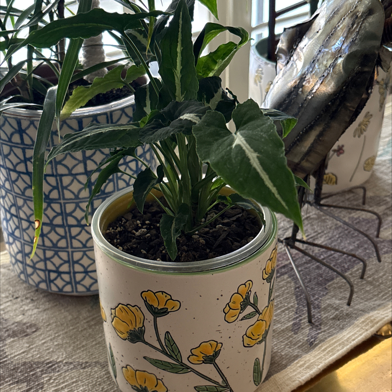 Photo of the plant species Arrowhead Vine by @Forbes57 named Virgil on Greg, the plant care app